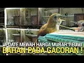 Download Lagu UPDATE ! ANEKA JENIS BURUNG IMPORT WAMBI RATUSAN EKOR GACOR HARGA BAHAN BUKAN PASAR BURUNG PRAMUKA 