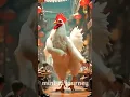 Download Lagu Ku ku ku song🐔 #chicken #funny #animals #ai #chickendance #comedy #shorts #youtubeshorts #সান্ডা