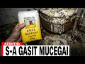 Lagu 7 Mărci de Făină Pe Care Ar Fi Bine Să Le Eviți (Dar 2 Sunt Foarte Bune)