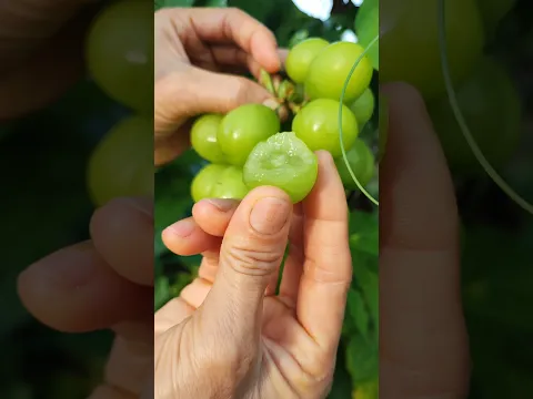 The bunch of peony grapes is very large and sweet and refreshing  #satisfying #fruitcuting #fruit