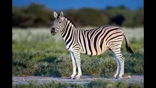 صوت الحمار الوحشي دندنها