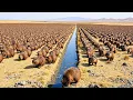 Download Lagu US Sent Thousands Of Beavers Into a Desert With a Dying River—2 Years Later Results Shocked Everyone