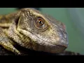 Discover hundreds of exotic and unusual animals at this unique pet shop