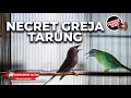 Download Lagu 🔴Masteran Greja Necret Greja Tarung Materi Srigunting Abu Abu vs Cucak Cungkok Betina