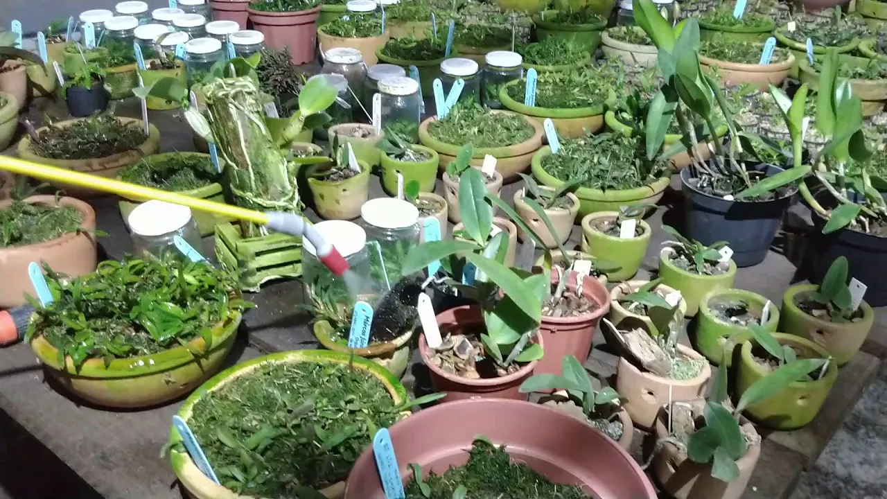ADUBAÇÃO DE SEEDLINGS DE ORQUÍDEAS EM COLETIVOS E BANDEJAS SEACROP + ROOTEX