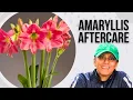 Lagu Hoe je amaryllisbollen opnieuw kunt laten bloeien 🌸