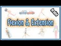 24 Flexion Extension Terms
