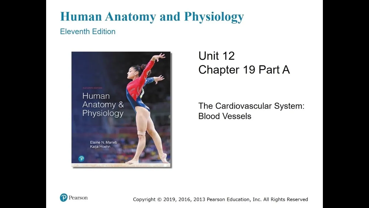 Anatomy and Physiology Chapter 19A