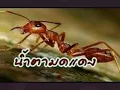 น้ำตามดแดง    จ่าหลอย  เฮนรี่