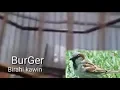 Download Lagu Burung gereja kawin suara pedes