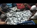 Download Lagu Hari ini nelayan dapat ikan tengki banyak sekali🐟🐟🐟👍👍👍(vlog)