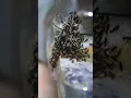 Download Lagu Easy way to Get Rid of Ants