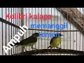 Download Lagu Suara Kolibri kalapa memanggil teman || sangat ampuh