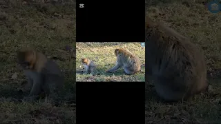صوت القرد للاطفال     تعلم أصوات الحيوانات للأطفال  أصوات الحيوانات  تعليم الأطفال دندنها