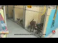 Tulsa Animal Welfare Waives Fees To Help Increase Pet Adoptions