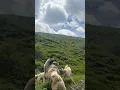 İKİ KÖPEK TEK KÖPEĞE DALDI AMA KİME BULAŞTIKLARININ FARKINDA DEĞİLLERDİ