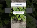 Aspleniaceae summary - UK wild plants
