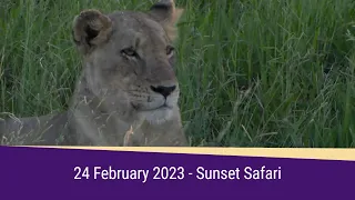 SafariLIVE Sunset Highlights 24 February 2023