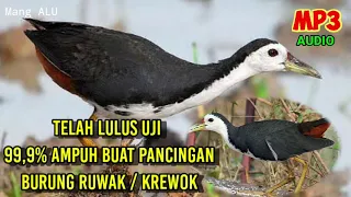 Download 99,9% MEMIKAT.. Audio Suara Burung Ruwak-Ruwak (KREWOK) Mp3 | 2021 MP3