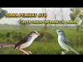 Download Lagu TERBUKTI AMPUH!! SUARA PIKAT CIBLEK SAWAH PALING SUSAH DIPIKAT PASTI TAKHLUK