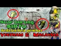 Download Lagu Suara burung Sirtu pikat andalan para pemikat,, Sirtu susah turun jg pasti lengket