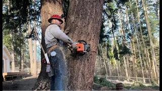 Backyard Timber Adventure with Mustache Mike and a Stihl 044 chainsaw