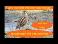 Download Lagu suara burung burcet berkik pungguk snipe terbukti ampuh