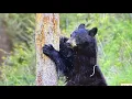 Knowledge 8 Lesson 5 Grade 1 - Animals of the temperate deciduous forest habitat