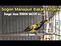 Download Lagu SOGOK ONTONG GACOR DOR TEMBAKAN PANJANG SUARA JERNIH
