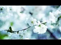 Download Lagu Ngày Tết Quê Em- Nhạc Không Lời