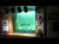 Counting Fish