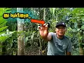 Download Lagu Mikat kolibri Wulung yg susah turun pake MP3 andalan,,