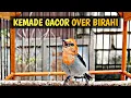 Download Lagu KEMADE GACOR NGLEPER OVER BIRAHI || PANCINGAN KEMADE AGAR BUNYI DAN EMOSI