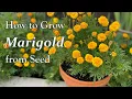 Download Lagu How to Grow Marigold from Seed to Flower - in Borders and in Containers