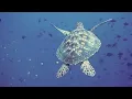 Quiet Classroom Music for Children - Aquarium - Relaxing music for children  to be calm and focused