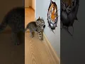 Cute cat reaction on our 3D wall decal illusion