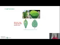 Monocots vs Dicots