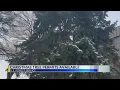 CHRISTMAS TREE PERMITS