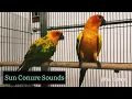 Download Lagu suara burung conure matahari 🦜