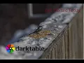 Get Started Now A Basic Darktable Workflow