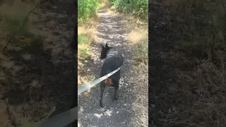 #fyp #dream #pets #doberman #vlog