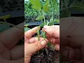 Download Lagu Tomato Grafting Techniques #satisfying #shortsvideo