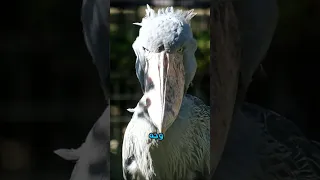 طائر ابو مركوب Trending اكسبلور Funny Explore معلومات Learning Shorts  طائر ابو مركوب Trending اكسبلور Funny Explore معلومات Learning Shorts