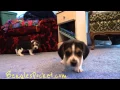 Pocket Beagles For Sale Puppies 5 Weeks AKC Tiny Miniature Beagle Mini Puppy Cute Playing