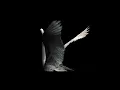 Sacred in the wreckage - Lady Radiator