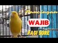 Download Lagu MASTERAN WAJIB BURUNG JUARA