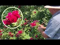 Download Lagu Climbing Rose Masterclass - Tess of the d’Urbervilles / Fragrance, Proven Performance \u0026 Expert Tips