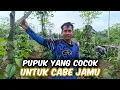 Lagu Pupuk Yang Cocok Buat Cabe Jamu Agar Subur \u0026 Produksinya Banyak