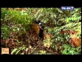Download Lagu Jejak Jejak Misterius Trans 7 - 13 April 2015 - Misteri Ular Raksasa Berlumut Gunung Jaya Full