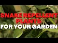 10 Best Snake Repellent Plants to protect your outdoor Garden